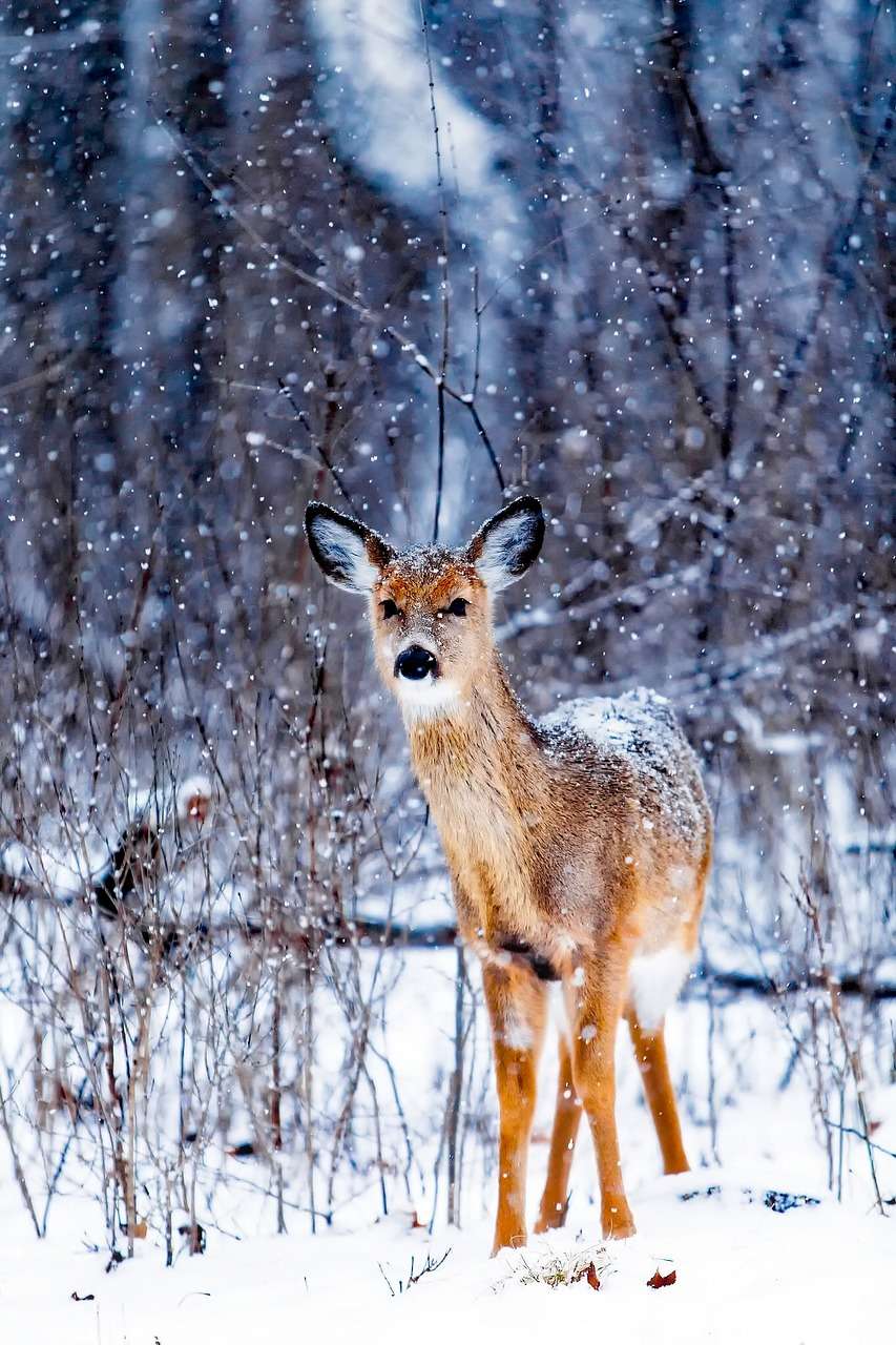 winter, snow, deer-1842508.jpg