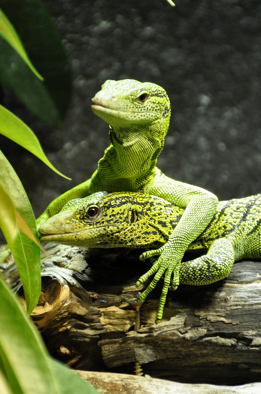 yellow spotted baumwaran, monitor, tree monitor-101135.jpg