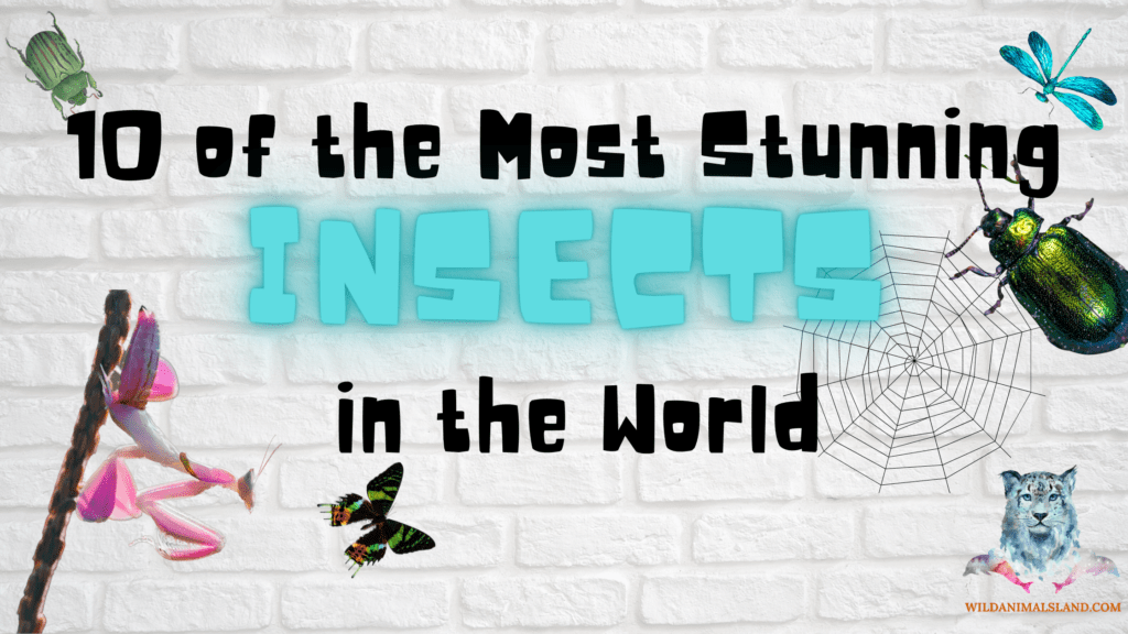 10 of the most stunning insects of the world