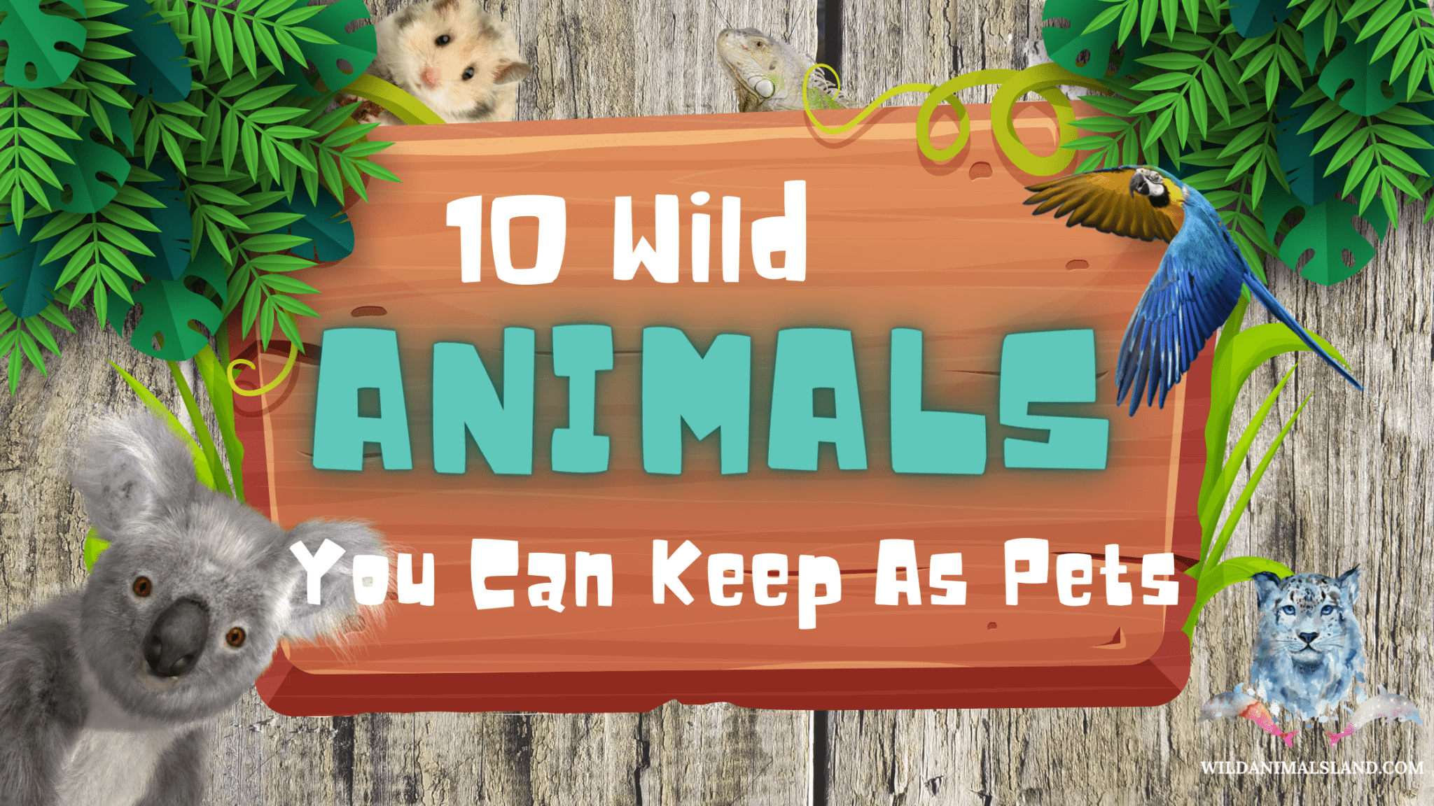 10 Wild Animals You Can Keep as Pets - Wildanimalsland