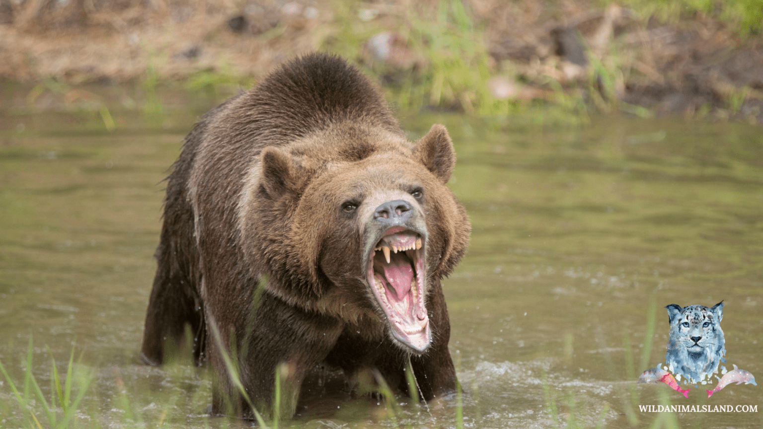 Top 10 Most Dangerous Animals In The World Wildanimalsland