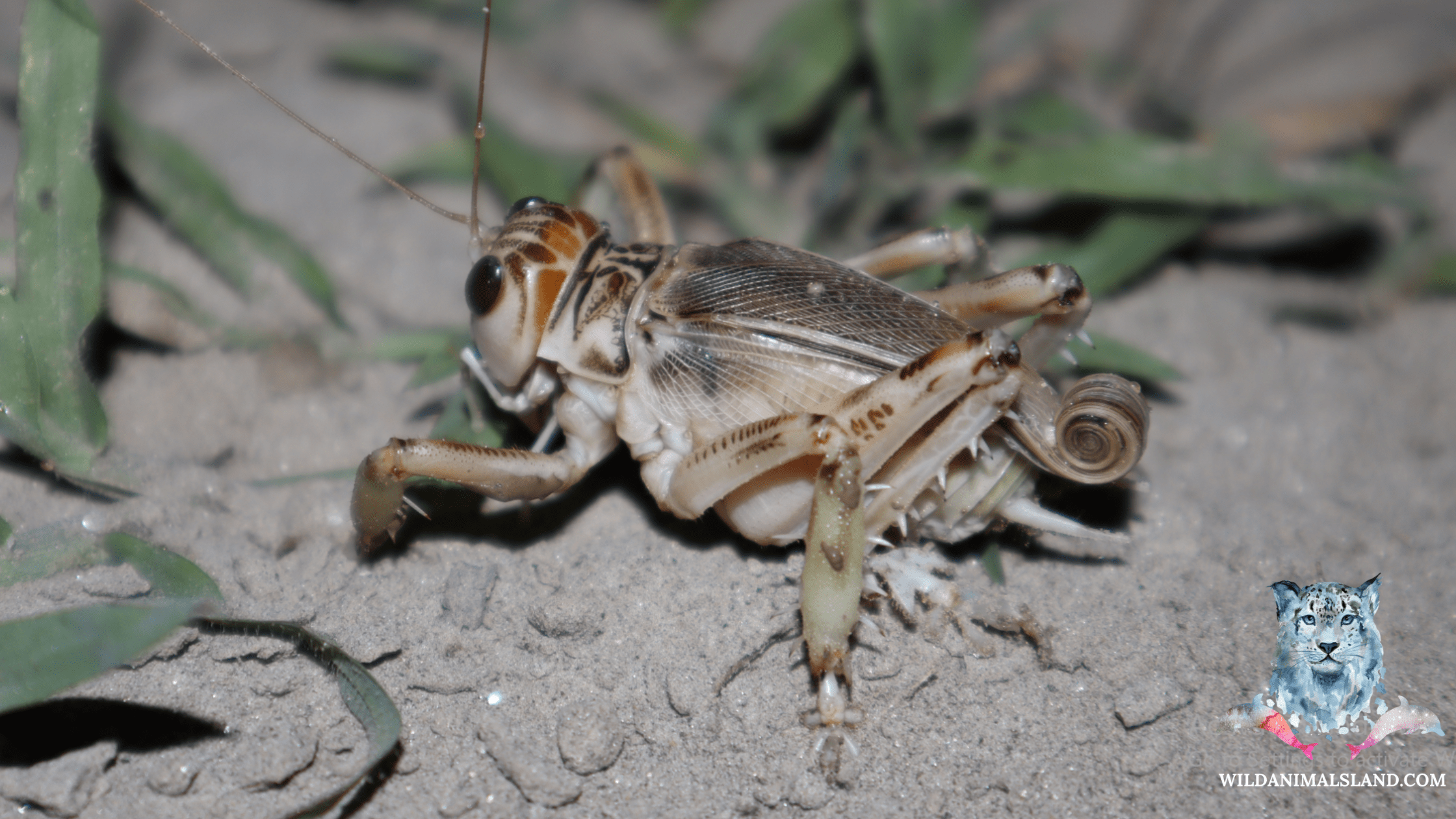 Schizodactylus, wildanimalsland.com