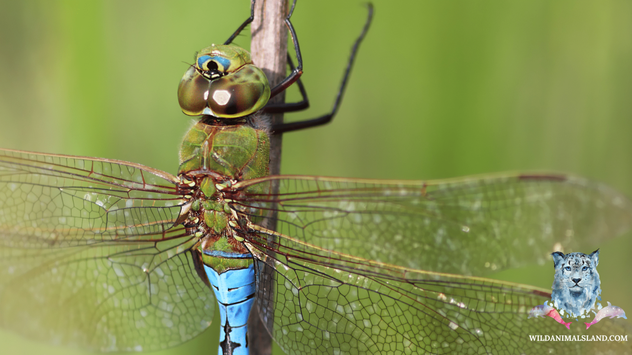 10 of the Most Stunning Insects in the World - Wildanimalsland
