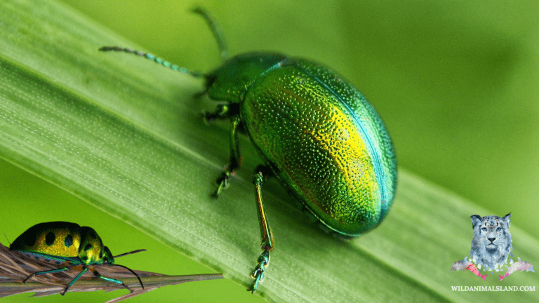 10 of the Most Stunning Insects in the World - Wildanimalsland