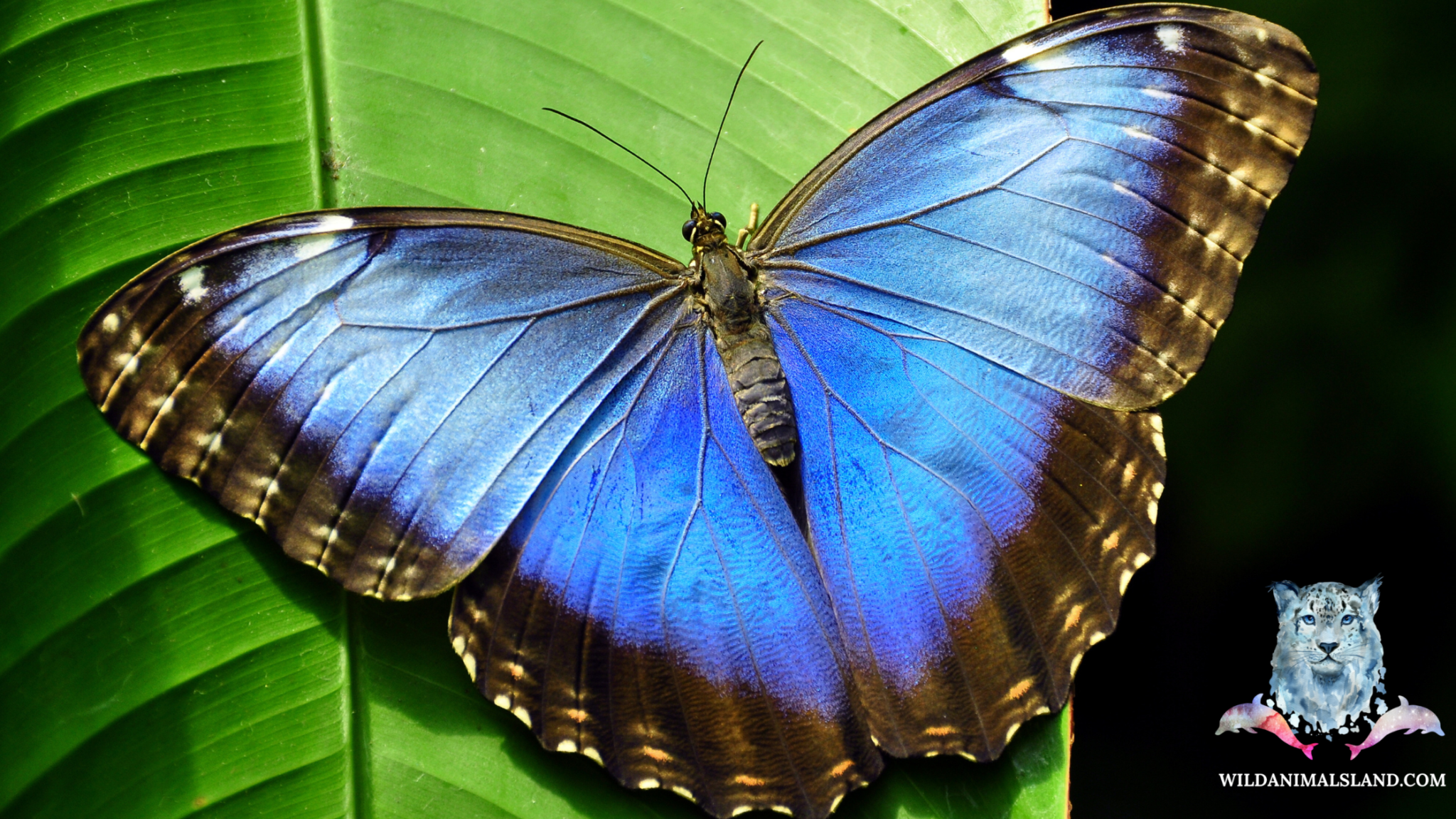 10 of the Most Stunning Insects in the World - Wildanimalsland