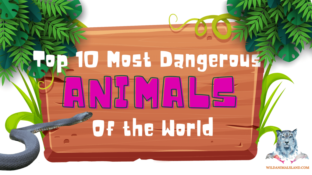 Top 10 most dangerous animals in the world