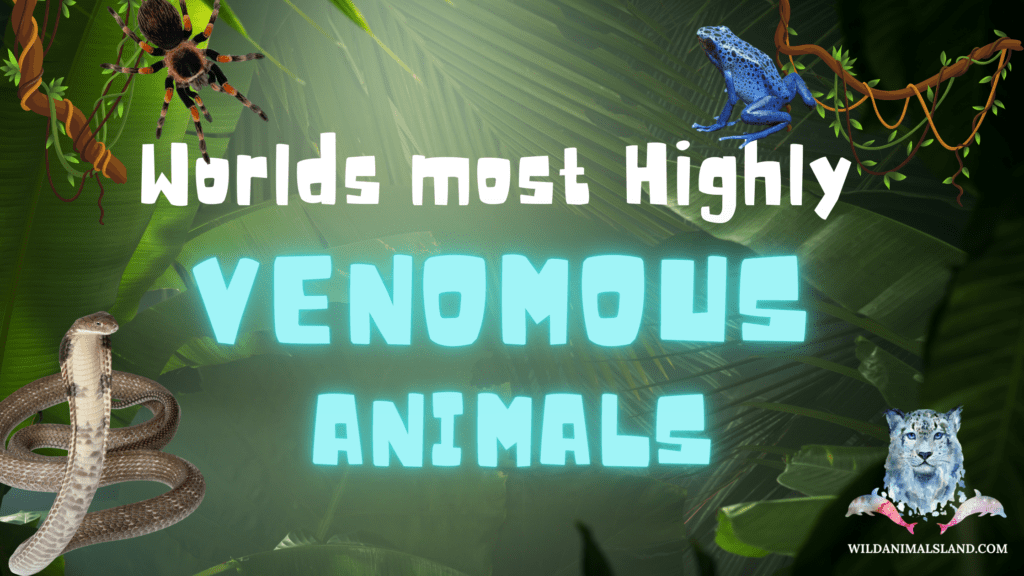 World's Most Highly Venomous Animals