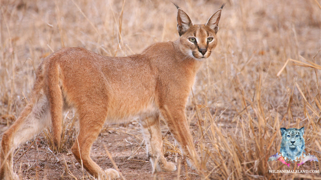 Caracal or Red lynx