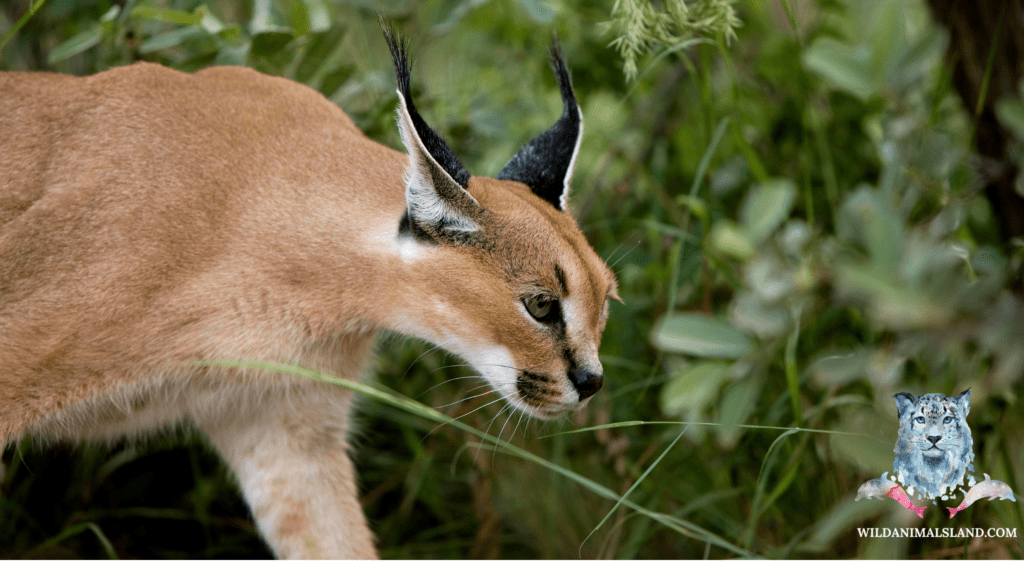 caracal or red lynx