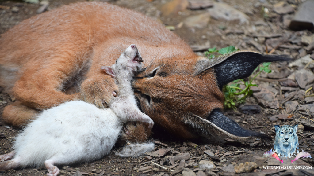 Caracal or red lynx