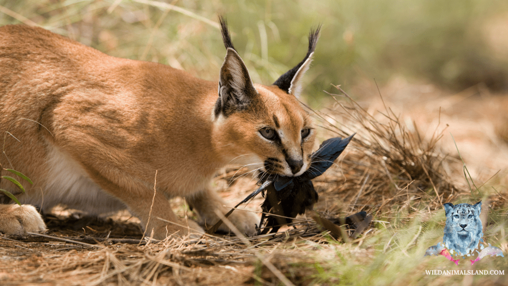 Caracal or red lynx