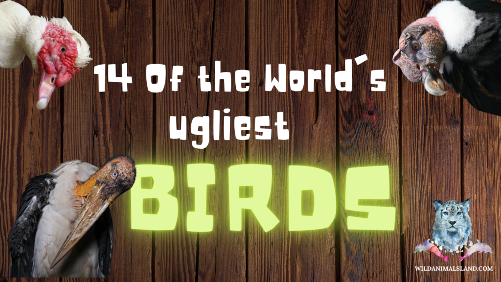 14 Of the World's Ugliest birds