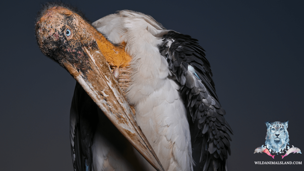 Marabou Stork (Leptoptilos crumenifer), 14 Of the World's Ugliest birds