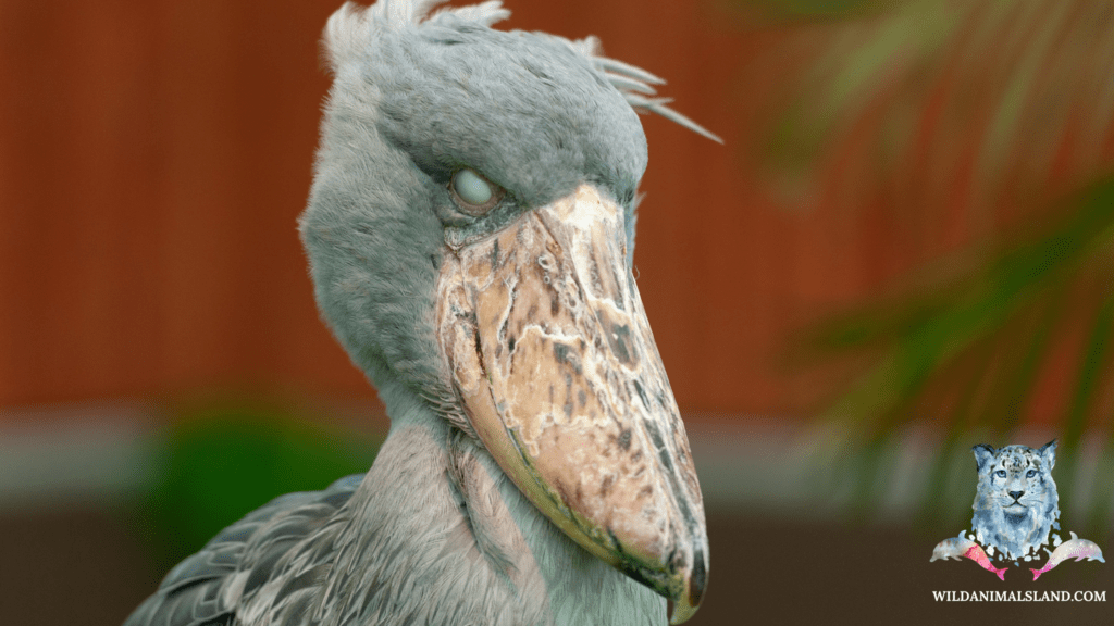 Shoebill Stork (Balaeniceps rex),14 Of the World's Ugliest birds