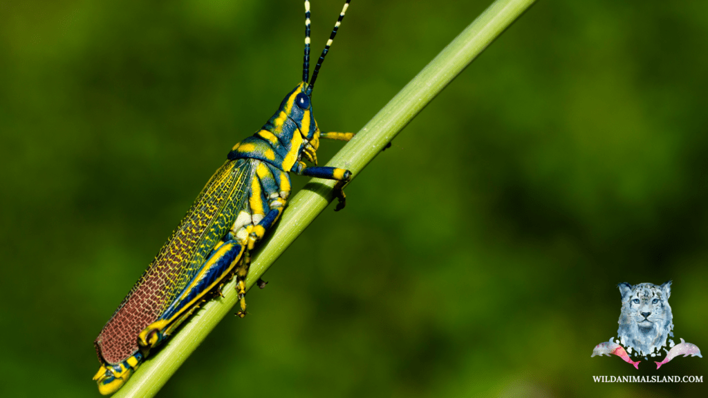 Poekilocerus pictus