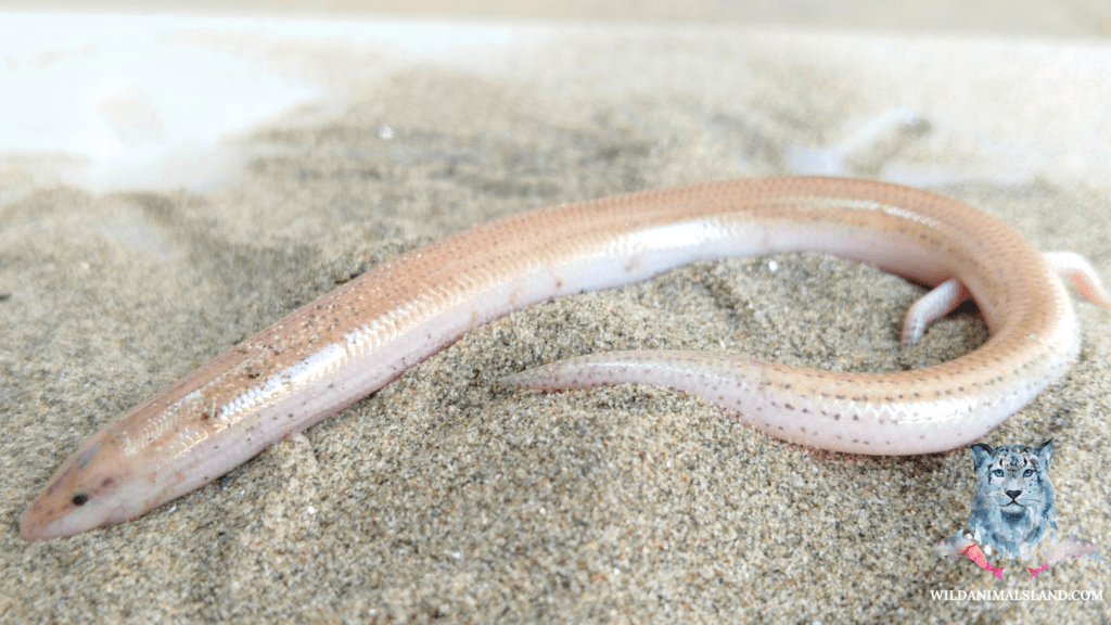 Ophiomorus tridactylus (Indian sand swimmer)