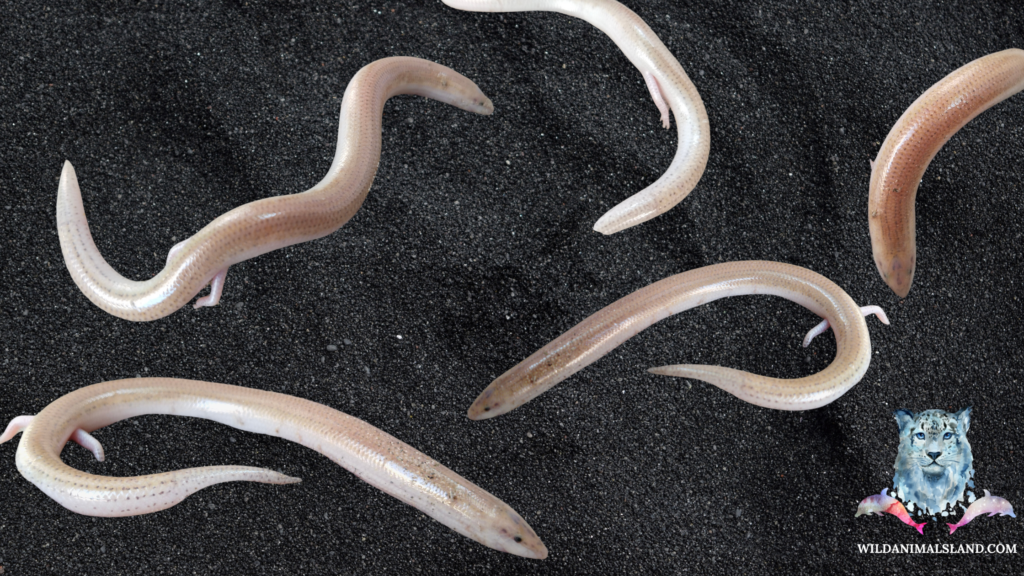 Ophiomorus tridactylus (Indian sand swimmer)