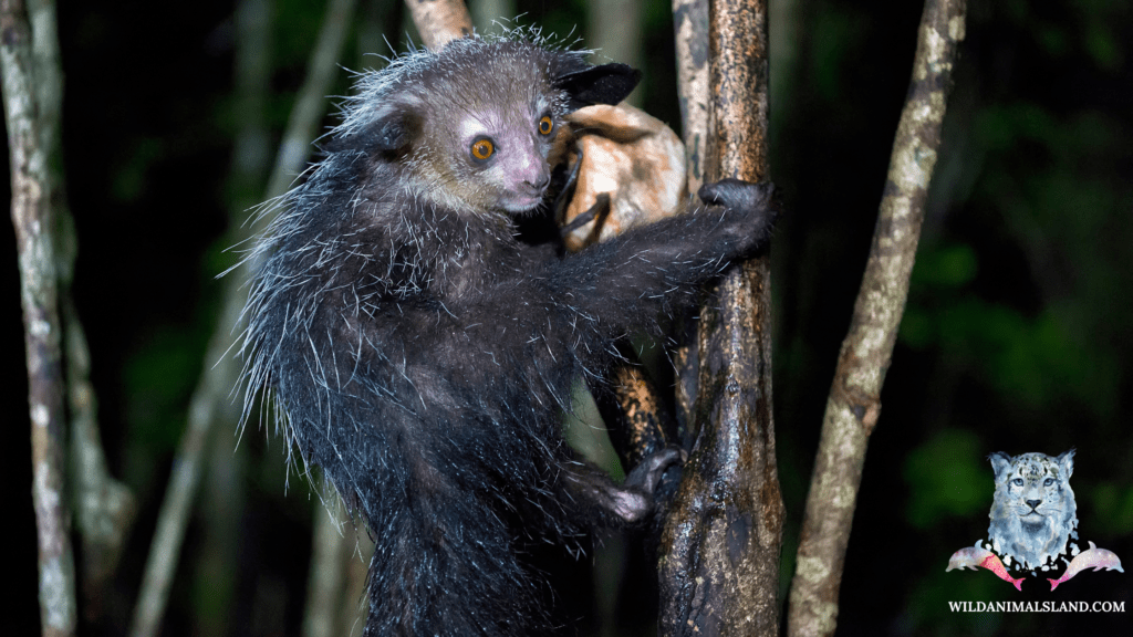 10 of the Ugliest Animals in the World