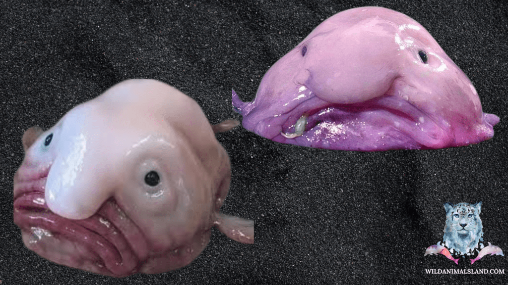 10 of the Ugliest Animals in the World