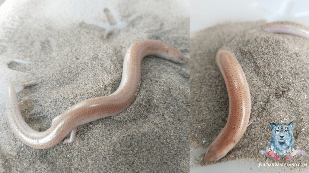 Ophiomorus tridactylus (Indian sand swimmer)