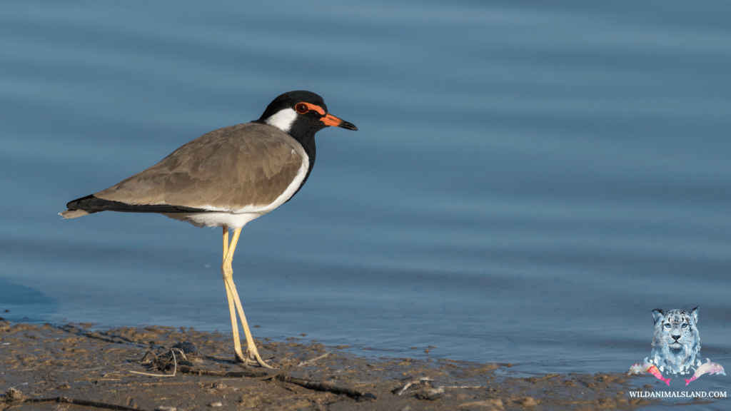 Red Wattled Lapwing (Vanellus indicus)