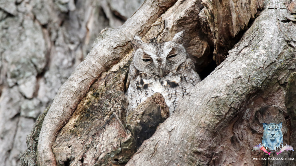 Eastern screech owl (Megascops asio)