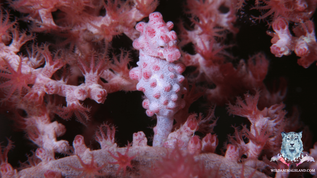 Pink pygmy seahorse (Hippocampus bargibanti)