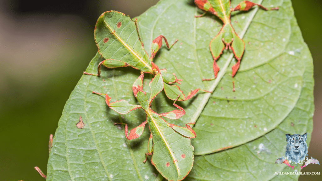 Malaysian leaf insect (Pulchriphyllium giganteum)