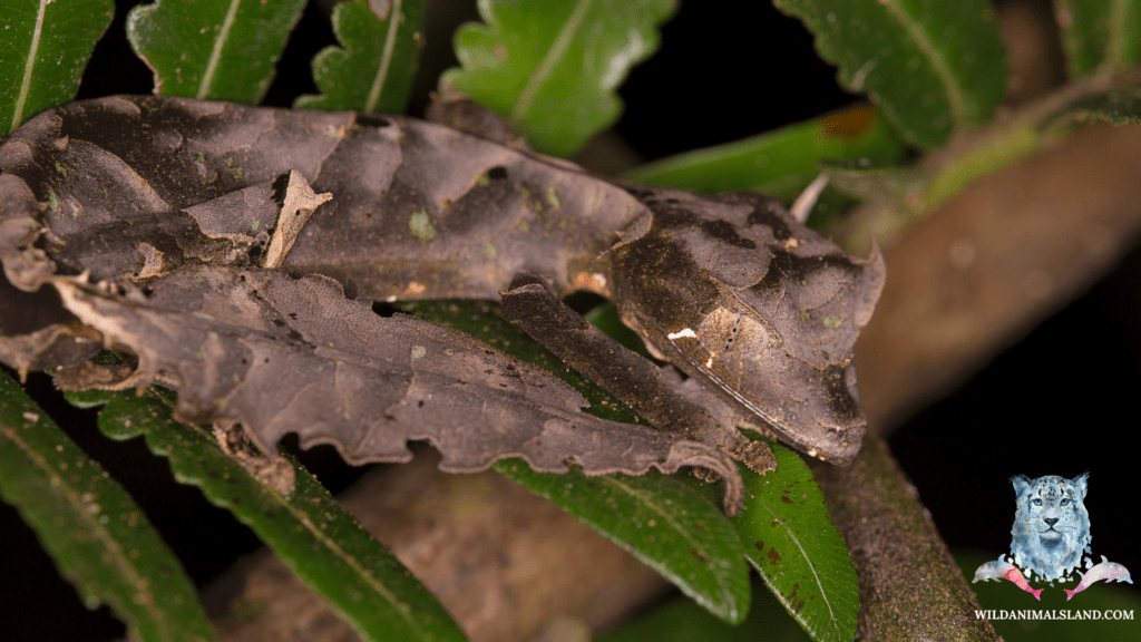 Leaf tailed gecko (Uroplatus phantasticus)