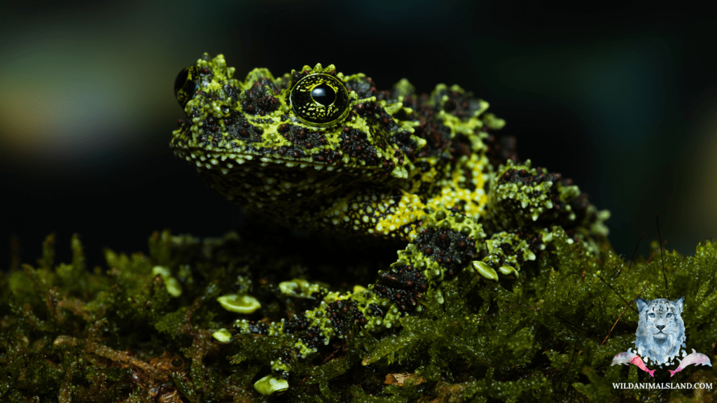 Vietnamese mossy frog (Theloderma corticale)