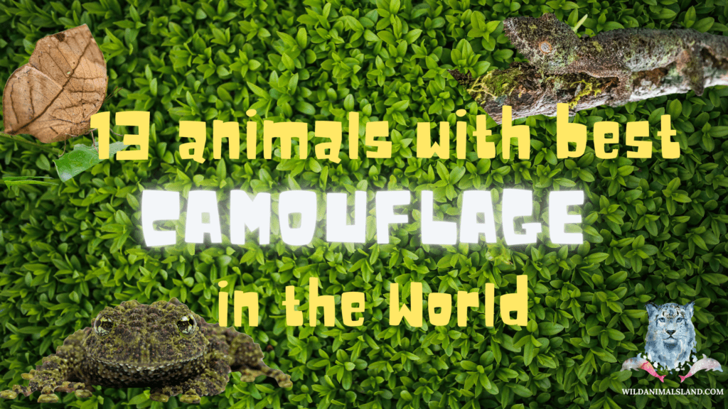 13 Animals with the Best Camouflage in the World