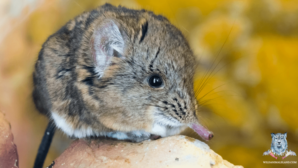 short eared elephant shrew (Macroscelides proboscideus)