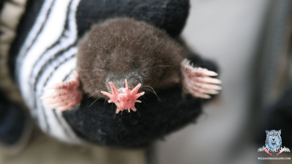 star nosed mole (Condylura cristata)