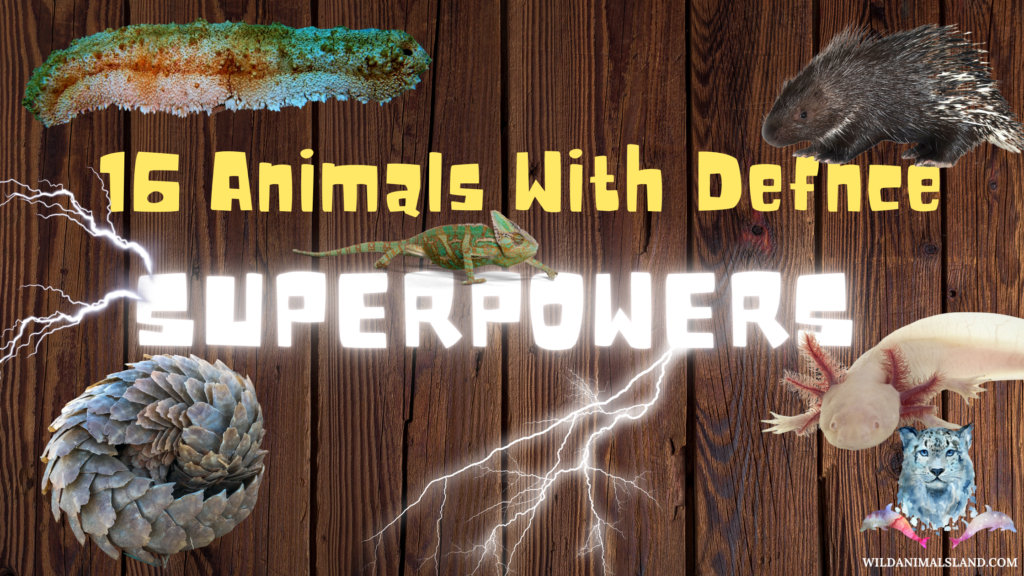 16 Animals with Extraordinary Defense Superpowers