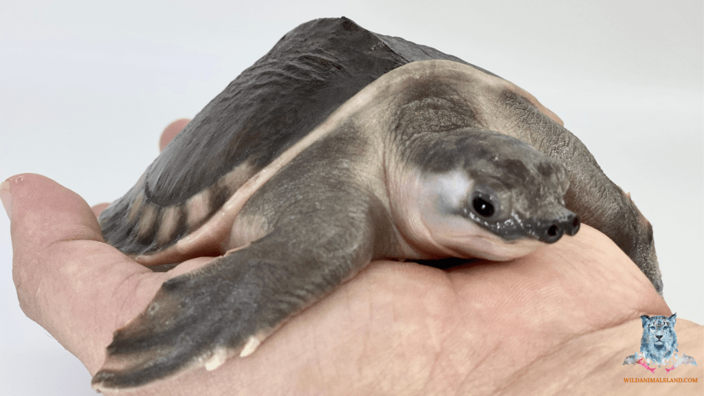 pig-nosed turtle (Carettochelys insculpta)