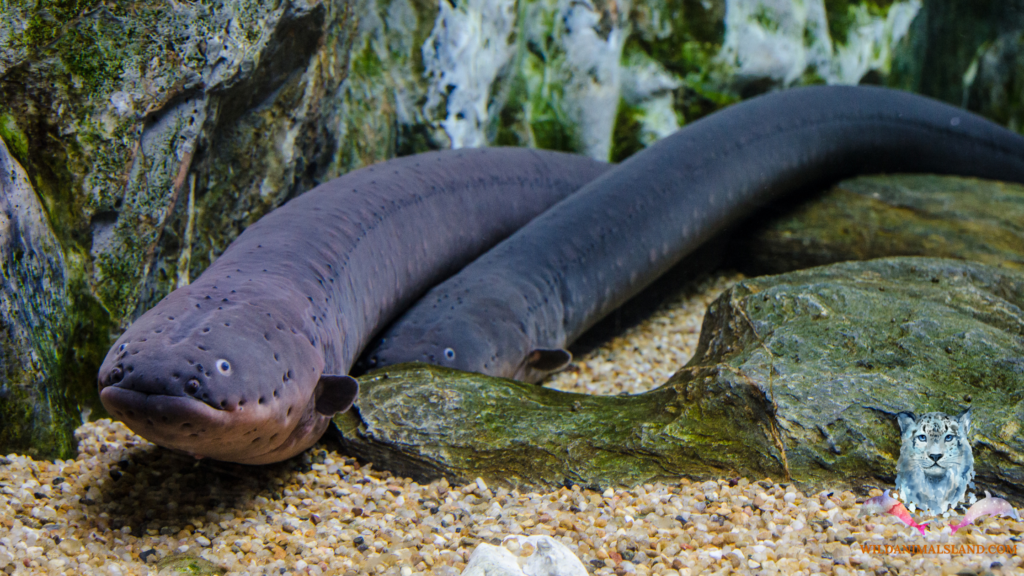 electric eel (Electrophorous electricus)