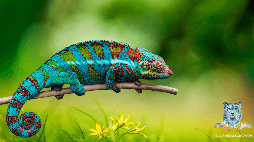 Panther chameleon (Furcifer pardalis)