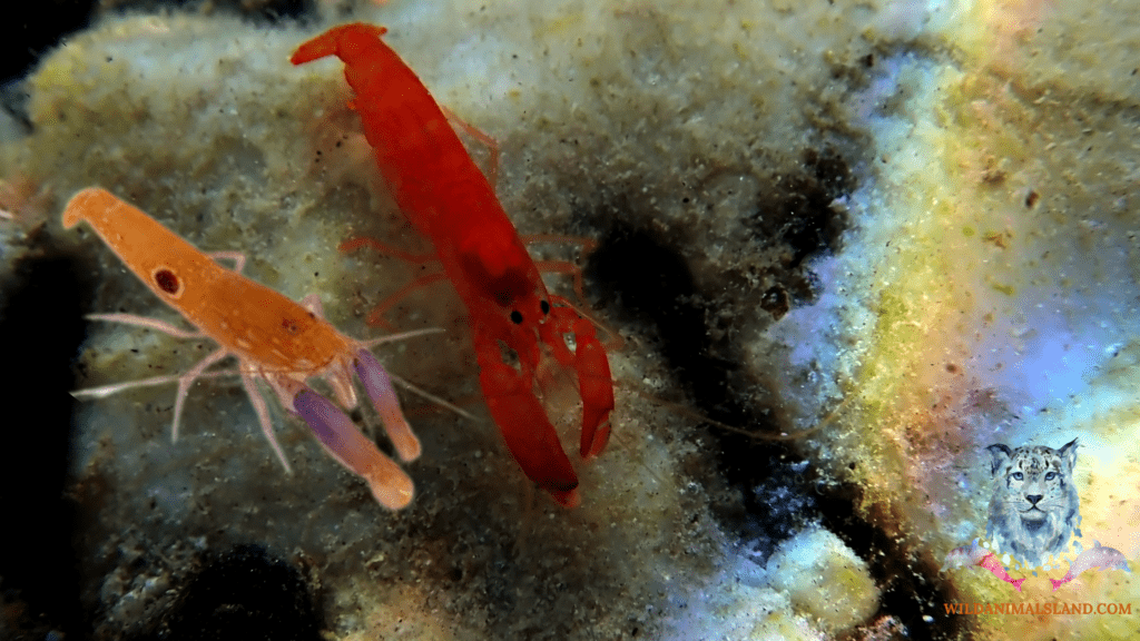 pistol shrimp (Alpheidae)