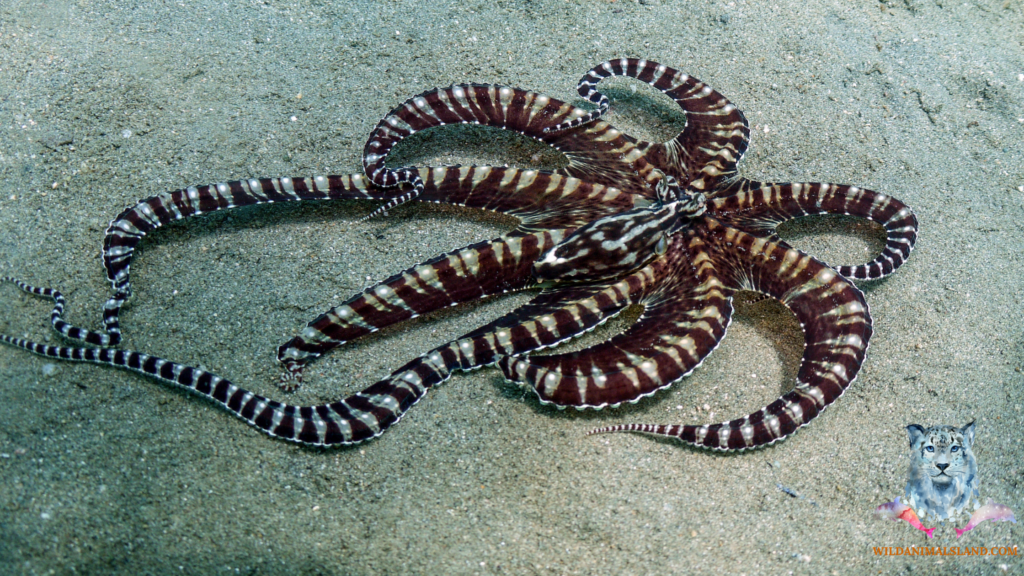 mimic octopus (Thaumoctopus mimicus)