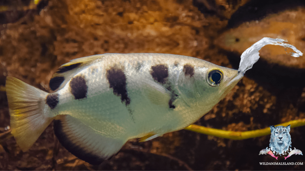 archer fish (Labrus jaculator)